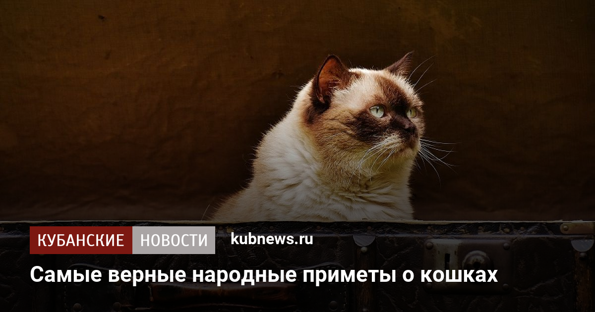 primety o koshkah i pogode murlykane hvost i predskazaniya