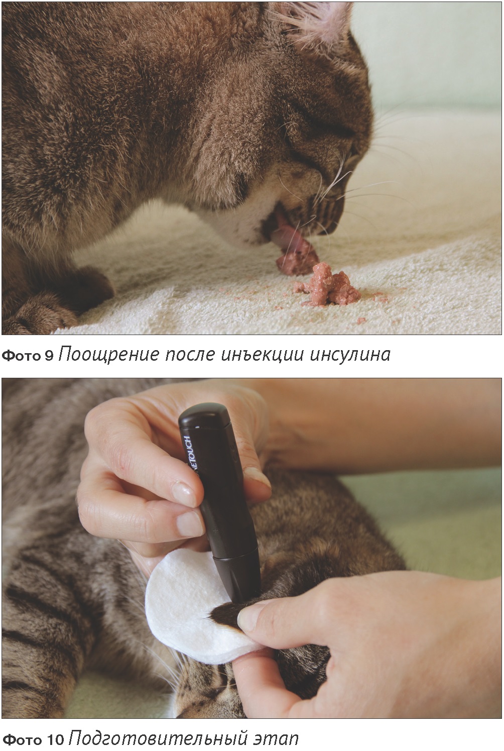 prognozirovanie techeniya saharnogo diabeta u koshek rukovodstvo dlya vladeltsev i veterinarov