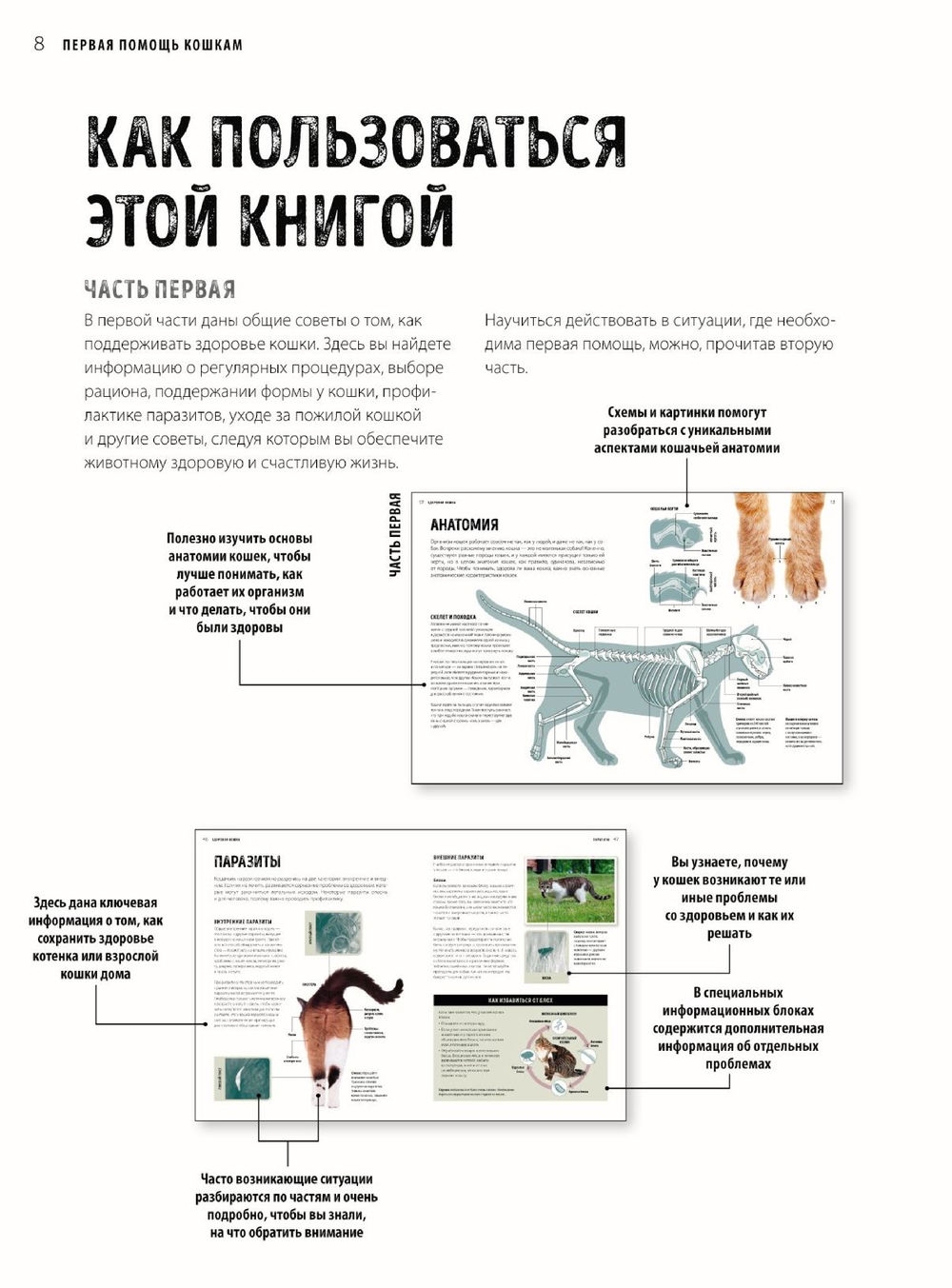 proverka zdorovya koshki pered vystavkoy polnoe rukovodstvo