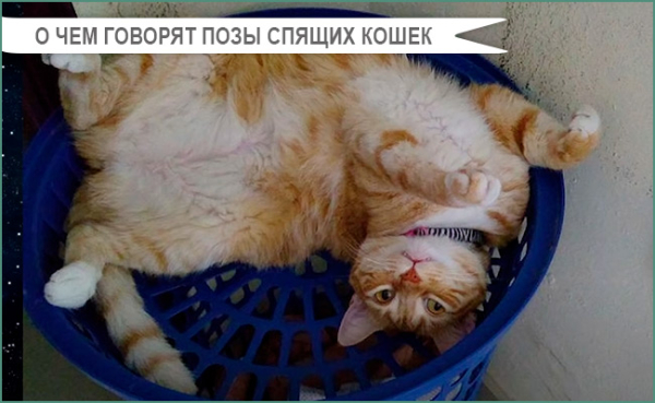 razgadka koshachih zhestov ot privetstviya do ugrozy