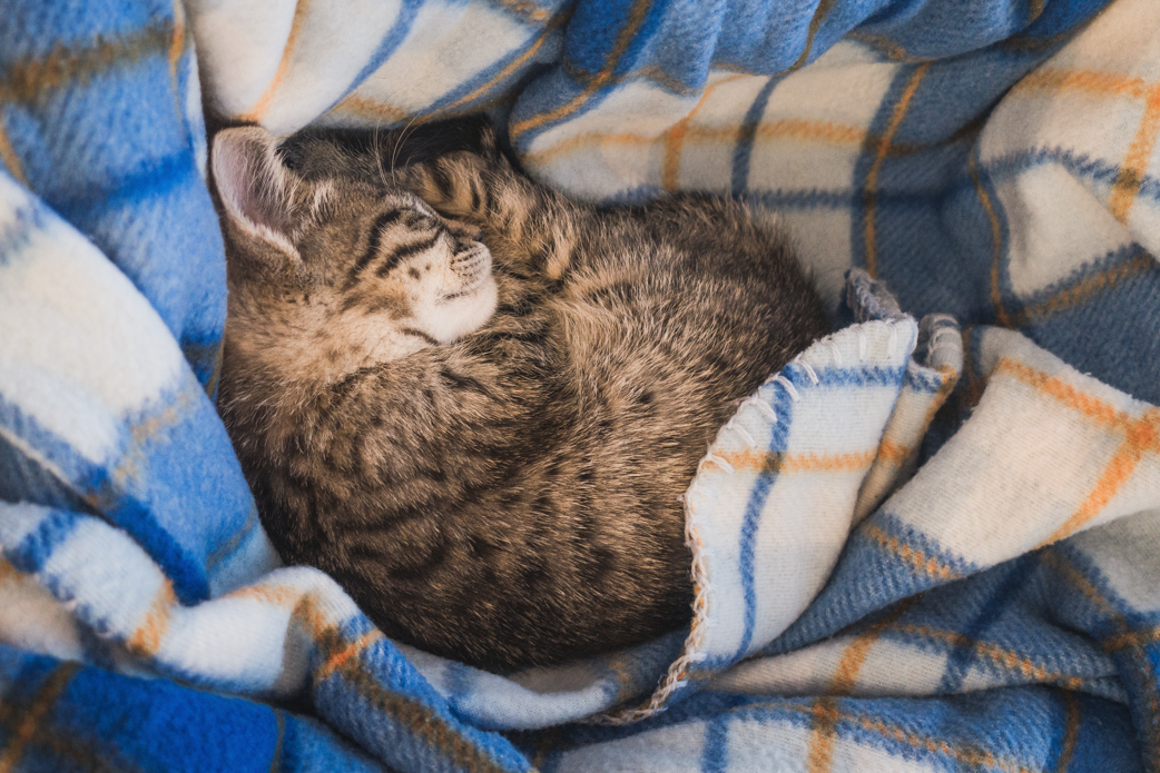reshenie problem so snom u koshek sovety veterinara