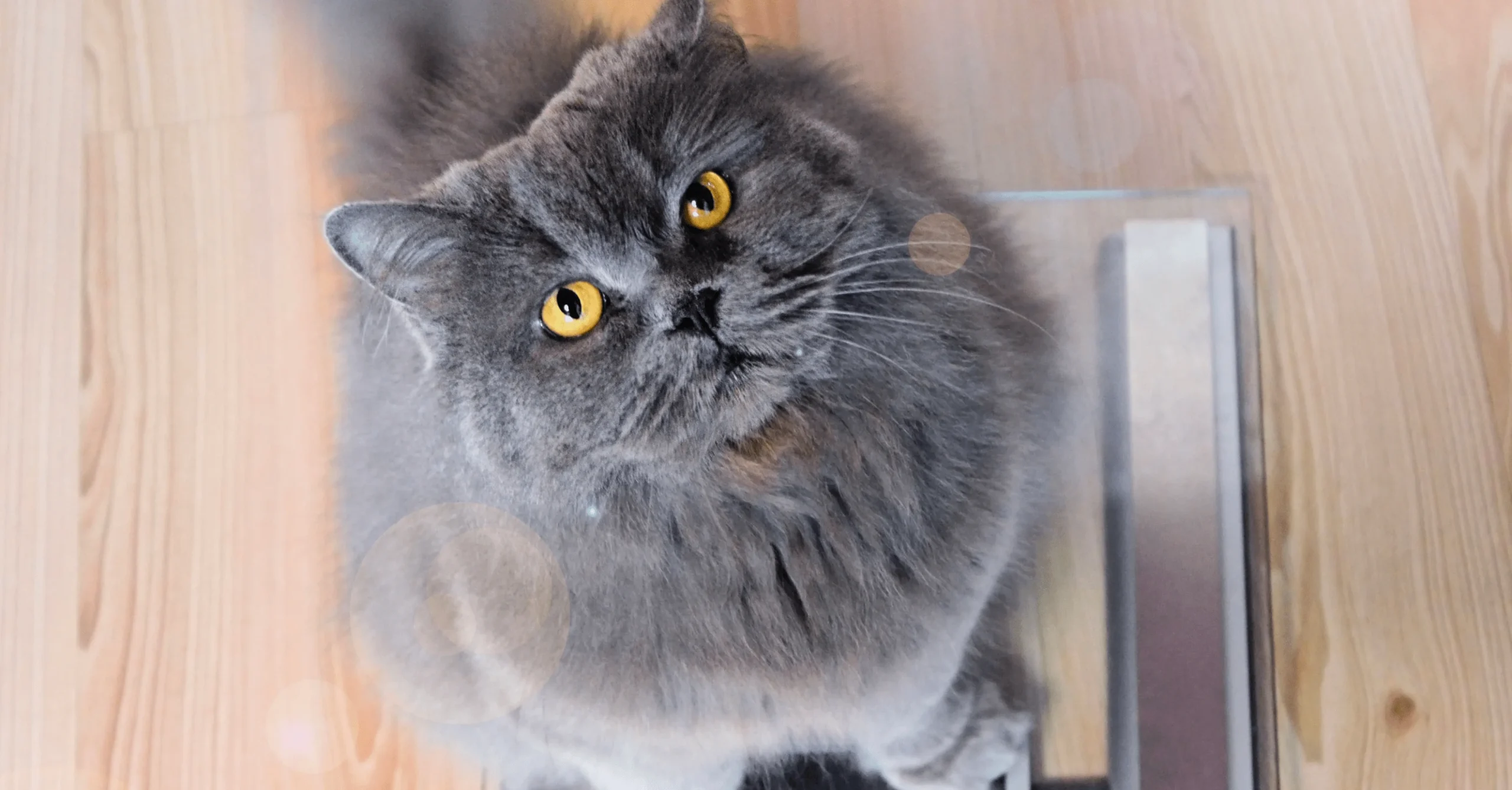 rol veterinarnogo kontrolya v podderzhanii zdorovya koshek scaled