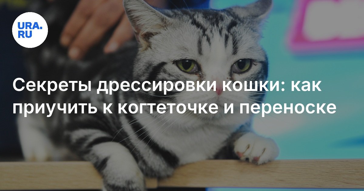 sekrety priucheniya koshki k kogtetochke igry i pooschreniya