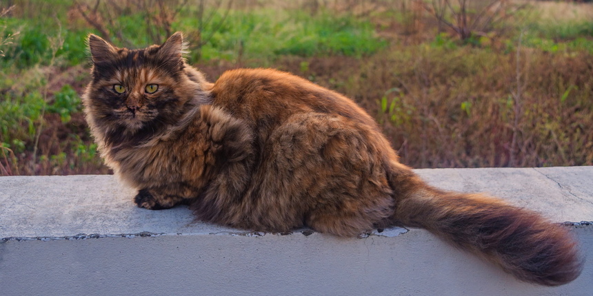 sibirskaya koshka pushistoe chudo s drevney istoriey