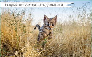 sotsializatsiya kotyat pervye shagi k uspehu