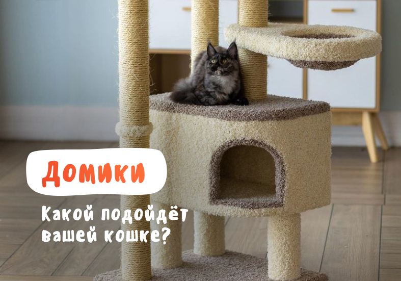 spokoynyy son vashey koshki luchshie mesta dlya otdyha