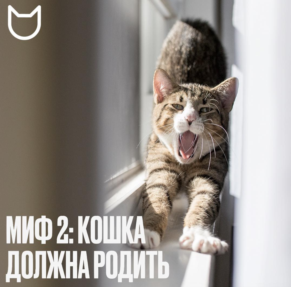 sterilizatsiya koshek mify i realnost