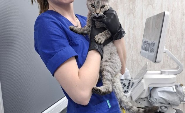 strizhka kogtey u kotyat osobennosti i sovety opytnogo veterinara