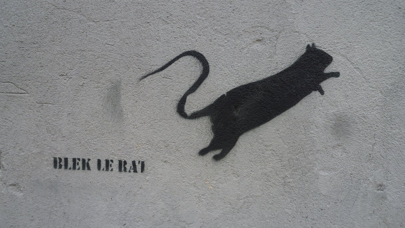 ulichnye koshki kak obekt strit arta ot graffiti do installyatsiy