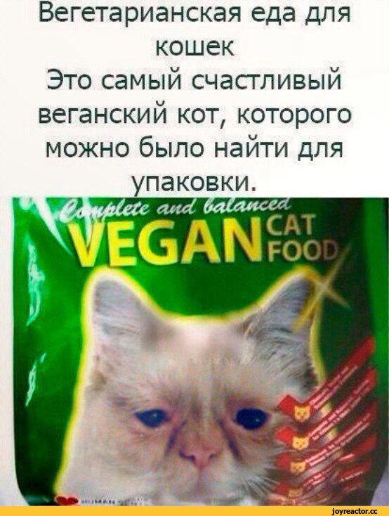 veganskoe pitanie dlya koshek riski i realnost allergiy
