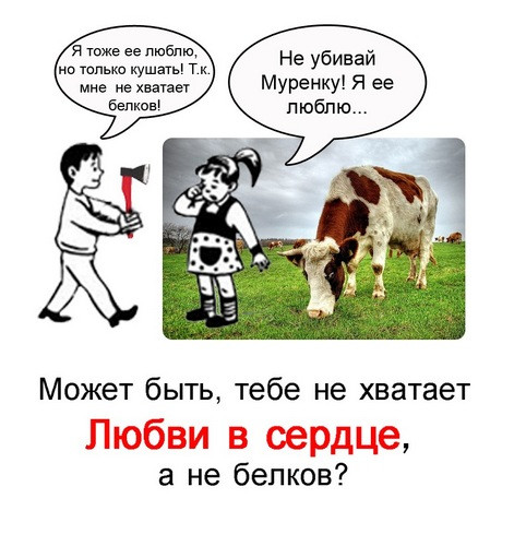 veganstvo dlya koshek mif ili realnost razvenchivaem opasnye zabluzhdeniya