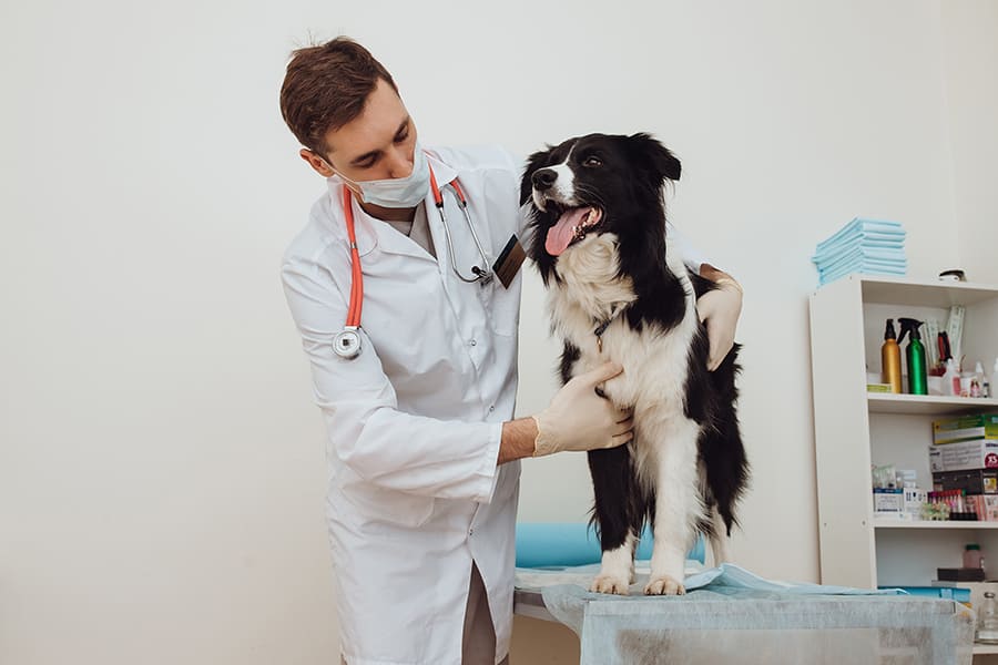 veterinarnye uslugi tsena i kachestvo kak nayti balans