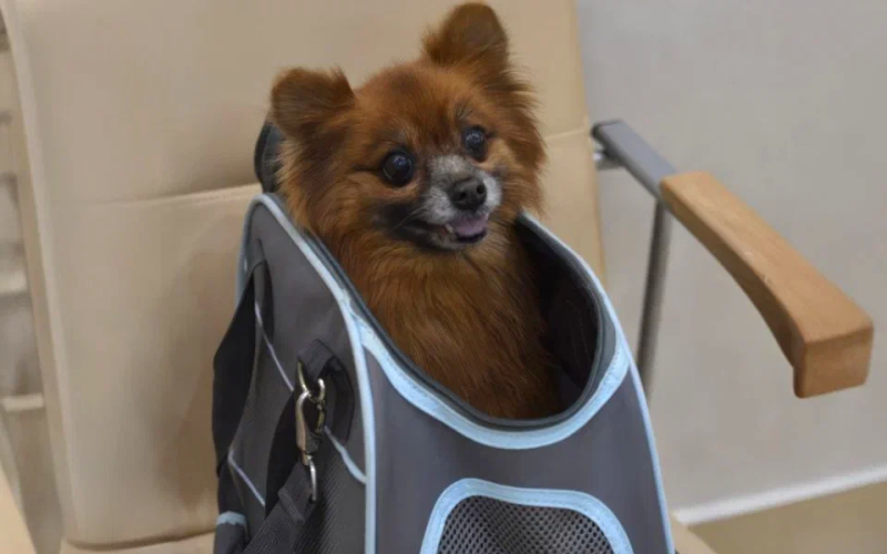 veterinarnyy kontrol pered poezdkoy neobhodimye vaktsiny i profilakticheskie mery
