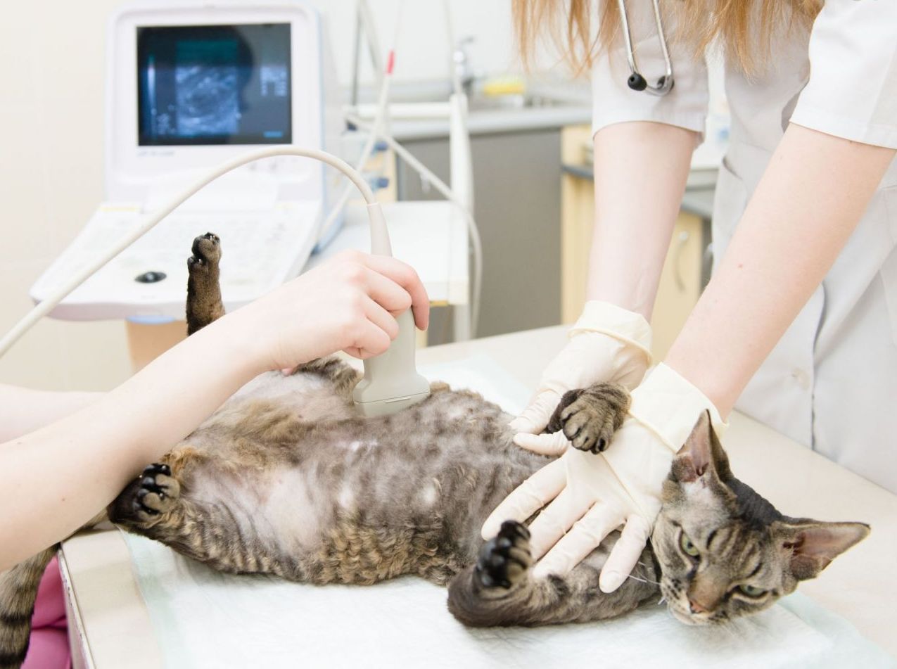 veterinarnyy osmotr beremennoy koshki vazhnye momenty