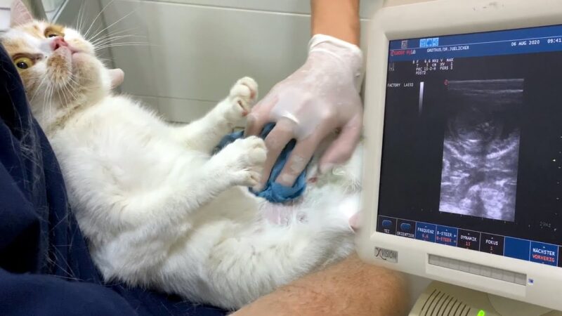 veterinarnyy uhod za beremennymi koshkami i novorozhdennymi kotyatami polnoe rukovodstvo