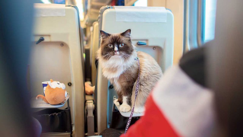 vliyanie ventilyatsii perenoski na blagopoluchie koshki vo vremya transportirovki
