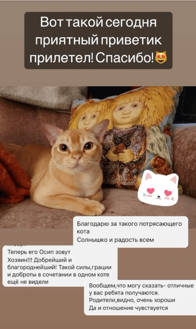 vosstanovlenie koshki posle rodov polnoe rukovodstvo dlya zabotlivyh vladeltsev