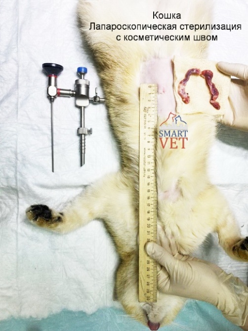 vozmozhnye oslozhneniya posle sterilizatsii koshki i ih lechenie