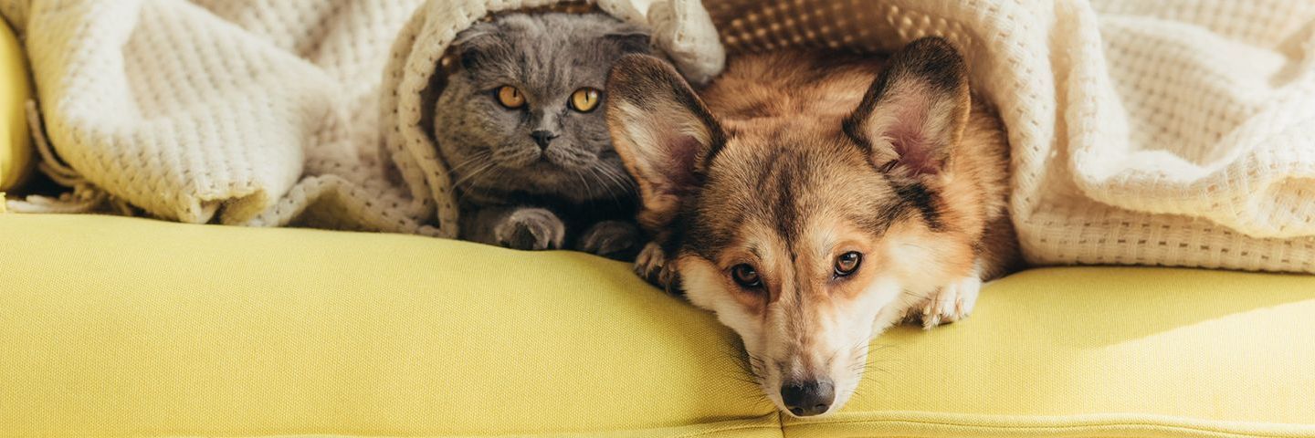 vybor kamery dlya professionalnoy semki koshek polnoe rukovodstvo