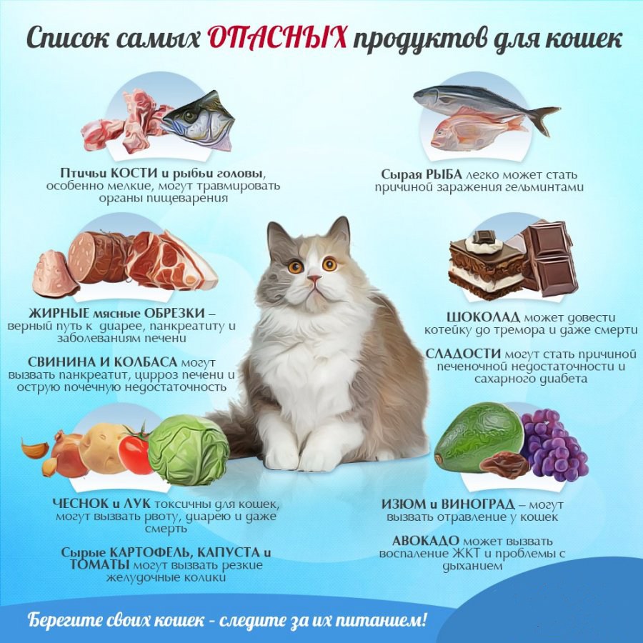 vybor korma dlya koshki osnovy ratsionalnogo pitaniya 1