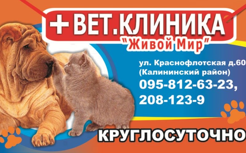 vybor veterinarnoy kliniki sovety ekspertov