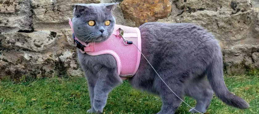vygul koshki na shleyke pervye shagi k schastlivym progulkam