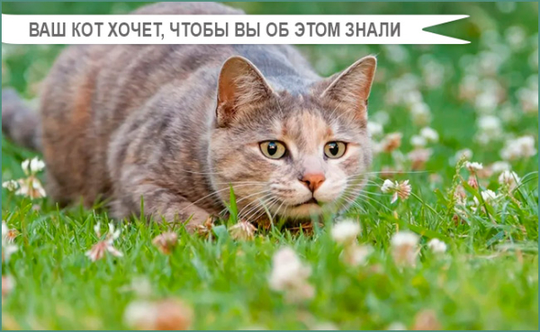 vzaimodeystvie koshki s drugimi zhivotnymi vo vremya progulok rukovodstvo dlya otvetstvennyh vladeltsev