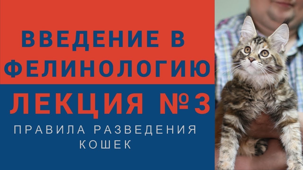 yuridicheskie aspekty razvedeniya koshek polnoe rukovodstvo dlya zavodchikov