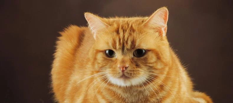 zdorove koshki profilaktika zabolevaniy i veterinarnyy uhod