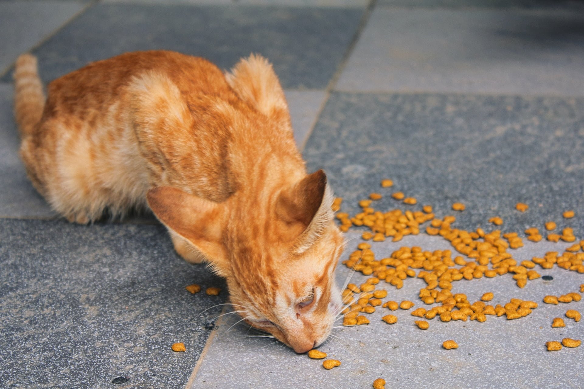 zdorove veganskoy koshki vozmozhnye riski i kak ih minimizirovat