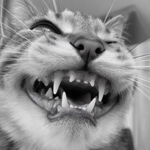 Жемчужные Улыбки наших Любимцев: Полное Руководство по Здоровью Зубов и Дёсен