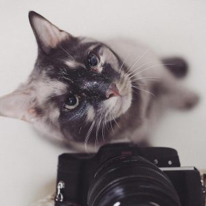 Мурчащий SPA-ритуал: За кулисами истинной красоты наших кошачьих аристократов